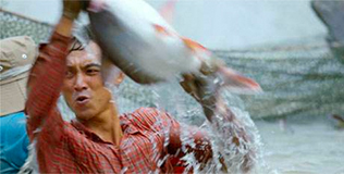 老娘舅-青沙魚(yú)